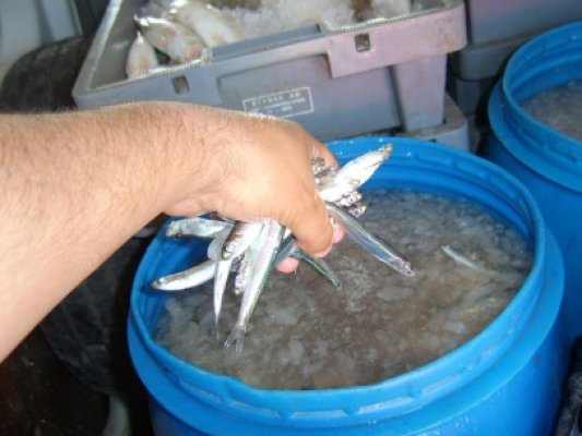 Braconaj piscicol pe lacul Roşu